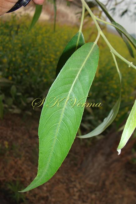  Leaf (Adaxial view)
